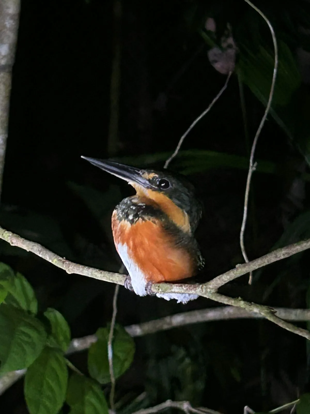 Amazon kingfisher at night, birds seen near the Manuel Antonio coastline night boat tour