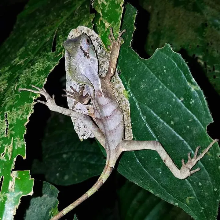 Anole lizard sleeping on a leaf, nocturnal wildlife near Manuel Antonio at night