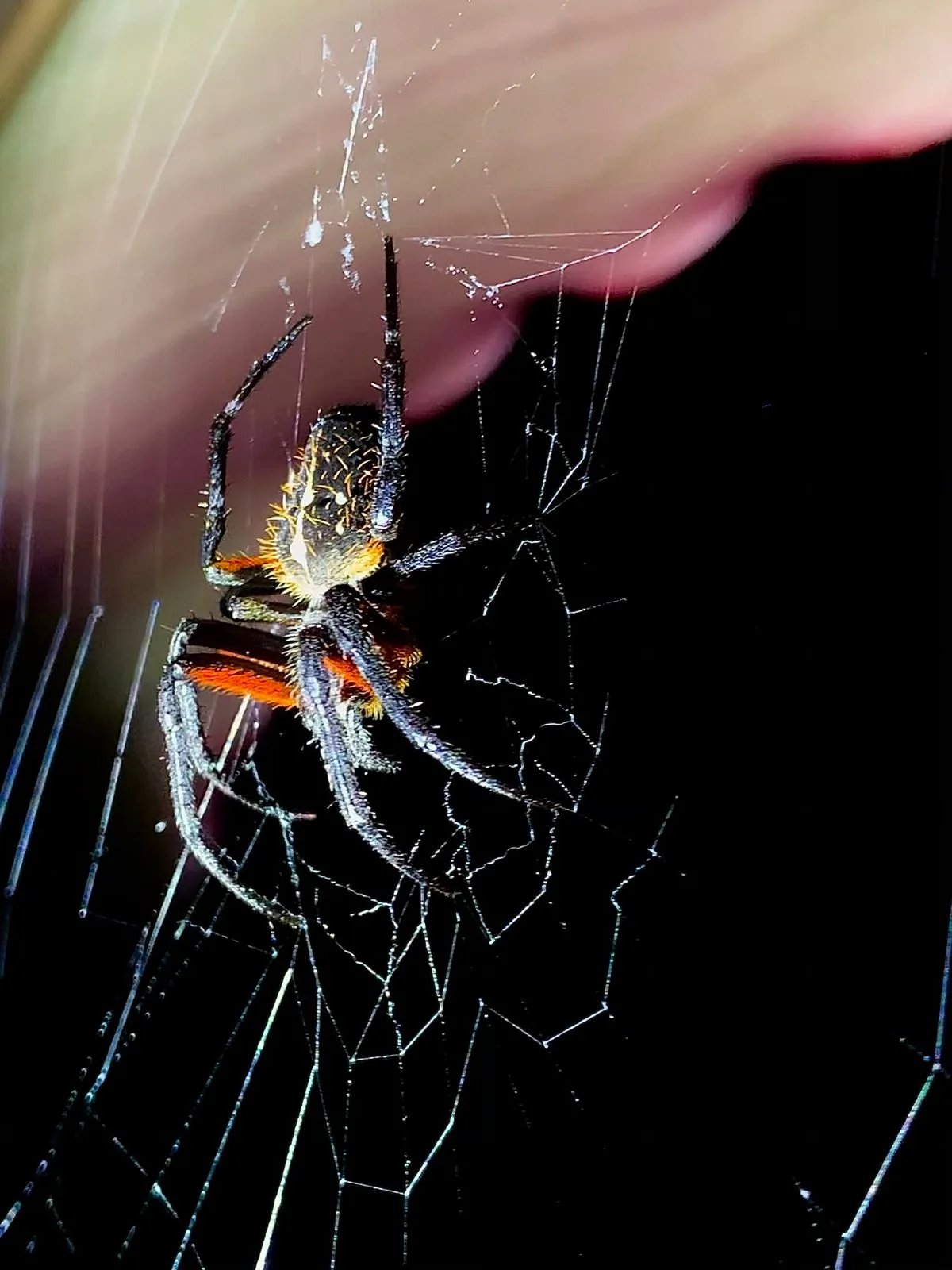 Orb weaver spider on its web, nocturnal wildlife near Manuel Antonio night boat tour