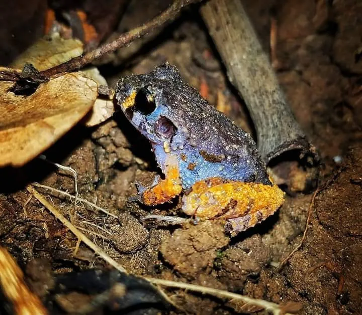 Rain frog on the ground, nocturnal wildlife near the Manuel Antonio night boat tour