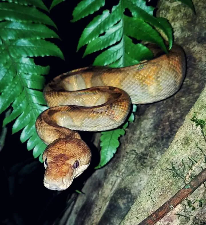 Boa constrictor in a fern tree, nocturnal wildlife near Manuel Antonio at night