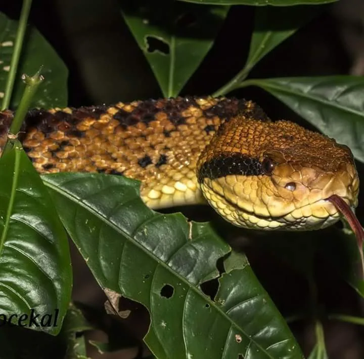 Cat-eyed snake flicking tongue, nocturnal wildlife near Manuel Antonio night boat tour