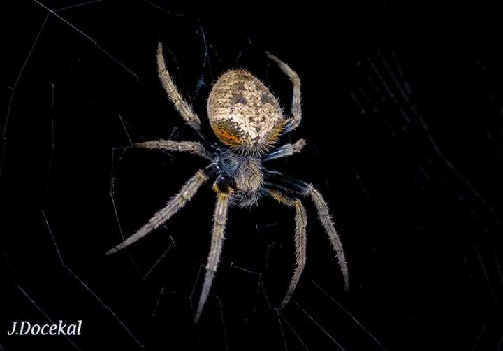 Brown orb weaver spider on its web, nocturnal wildlife near Manuel Antonio at night