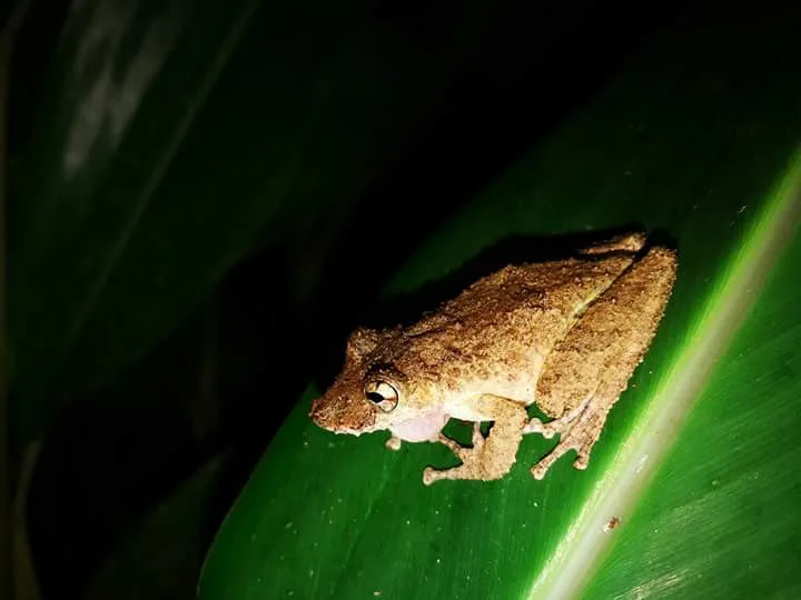 Brown tree frog on a leaf, nocturnal wildlife near Manuel Antonio night boat tour