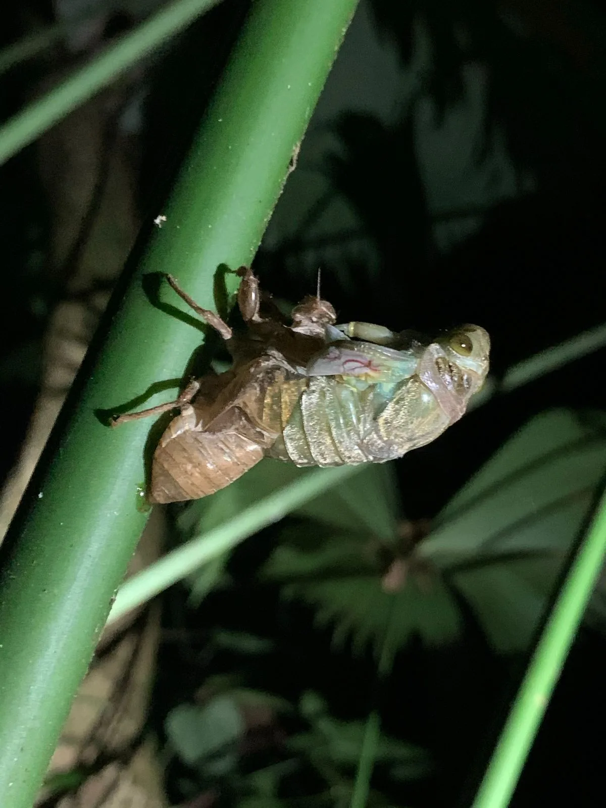 Cicada molting from its exoskeleton, nocturnal wildlife near Manuel Antonio at night