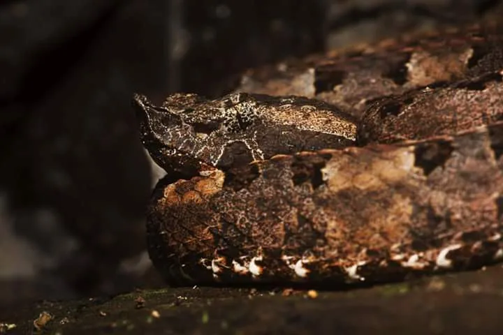 Fer-de-lance snake close-up, nocturnal wildlife near the Manuel Antonio night boat tour