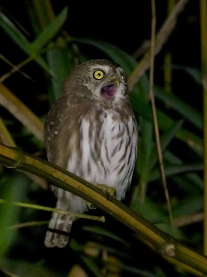 Ferruginous pygmy owl calling at night near Manuel Antonio, Costa Rica
