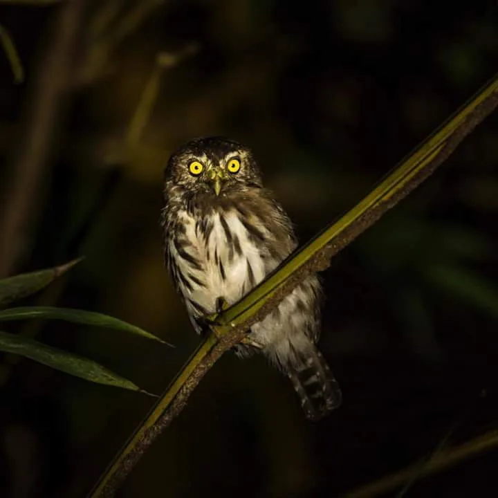 Ferruginous pygmy owl at night, birds spotted on the Manuel Antonio night boat tour
