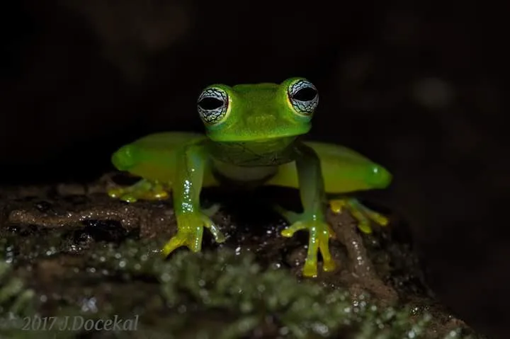 Glass frog close-up, nocturnal wildlife near Manuel Antonio night boat tour
