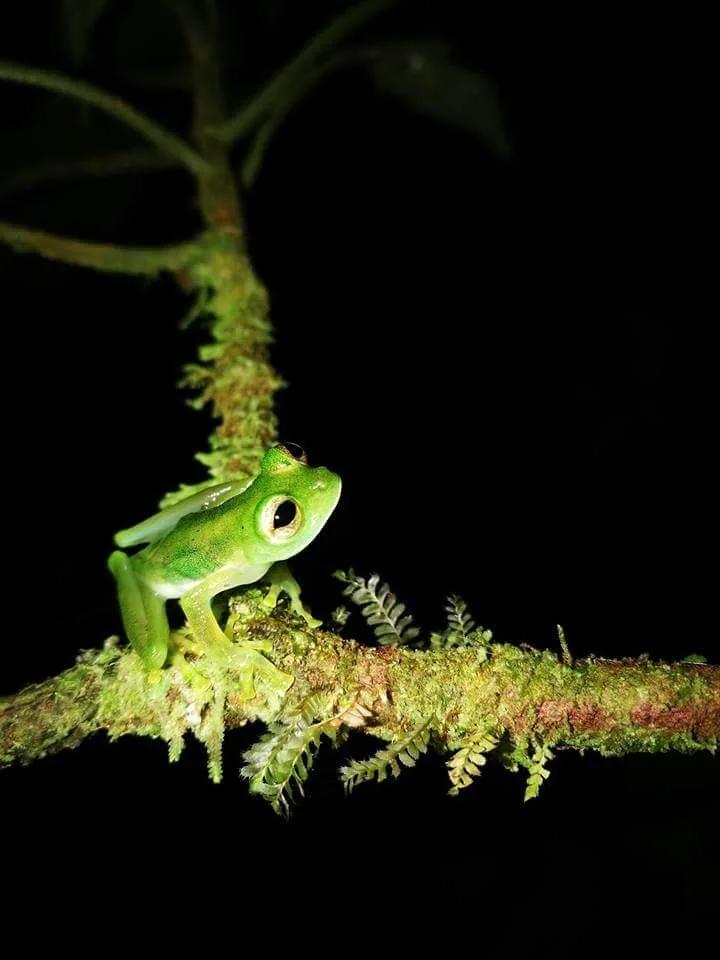 Glass frog on a mossy branch, nocturnal wildlife near Manuel Antonio at night
