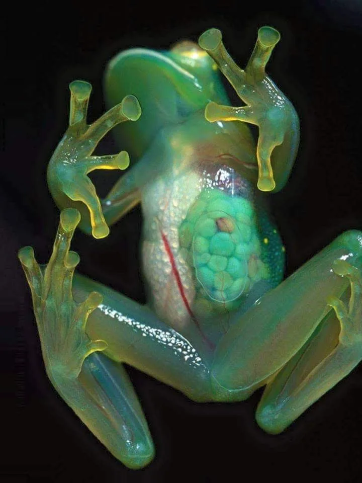 Glass frog with transparent belly, nocturnal wildlife near the Manuel Antonio coastline at night