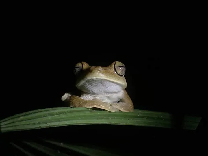 Golden brown tree frog on a palm leaf, nocturnal wildlife near Manuel Antonio at night