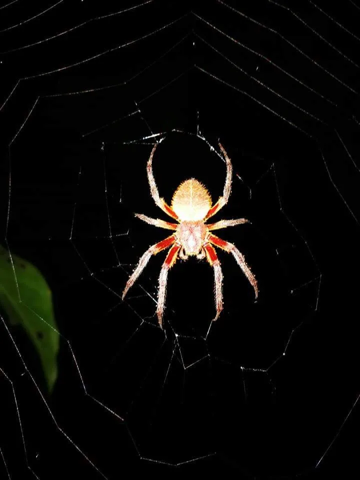 Golden orb weaver spider, nocturnal wildlife near the Manuel Antonio coastline at night