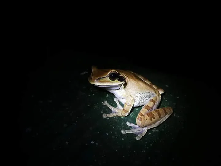 Golden tree frog, nocturnal wildlife near the Manuel Antonio coastline at night