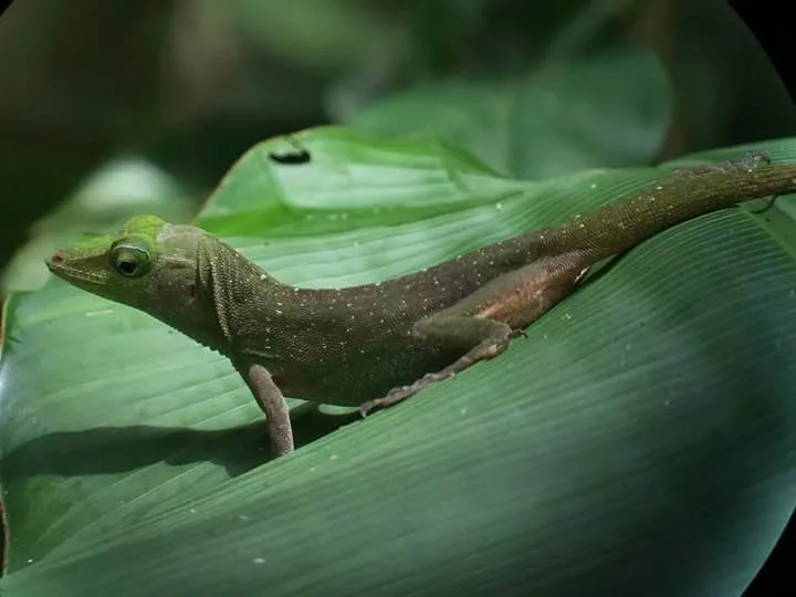 Green anole lizard on a leaf, nocturnal wildlife near the Manuel Antonio coastline at night