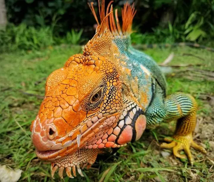 Male green iguana in breeding colors, nocturnal wildlife near Manuel Antonio at night