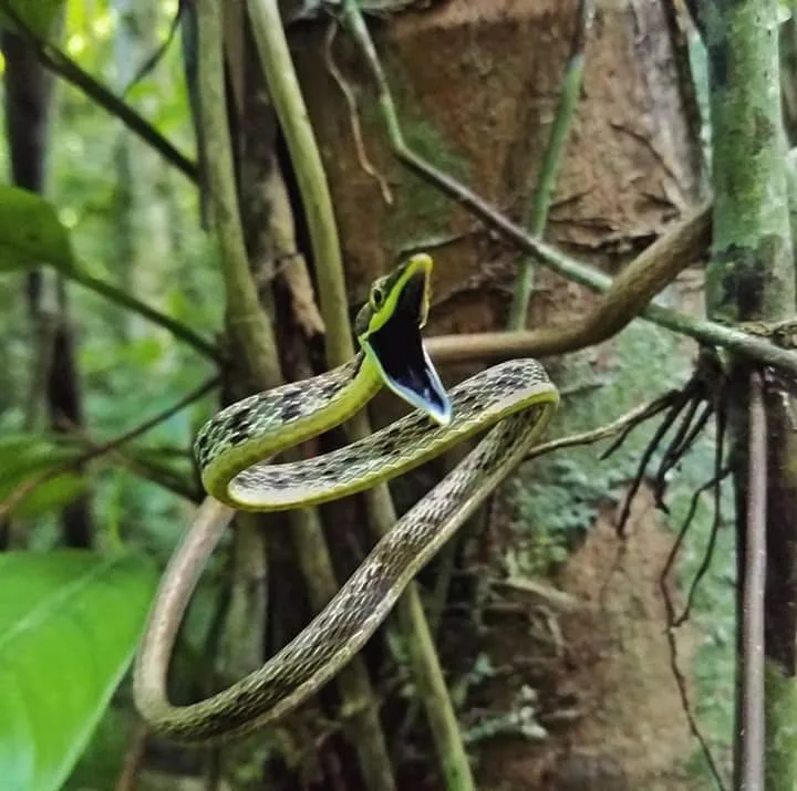 Green parrot snake in a tree, nocturnal wildlife near Manuel Antonio at night