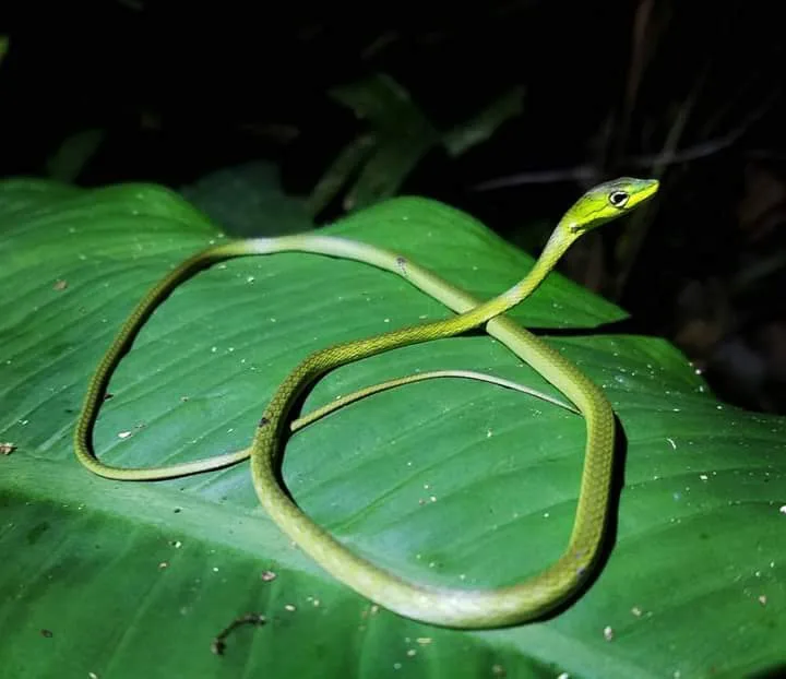 Green vine snake on a leaf, nocturnal wildlife near the Manuel Antonio coastline at night