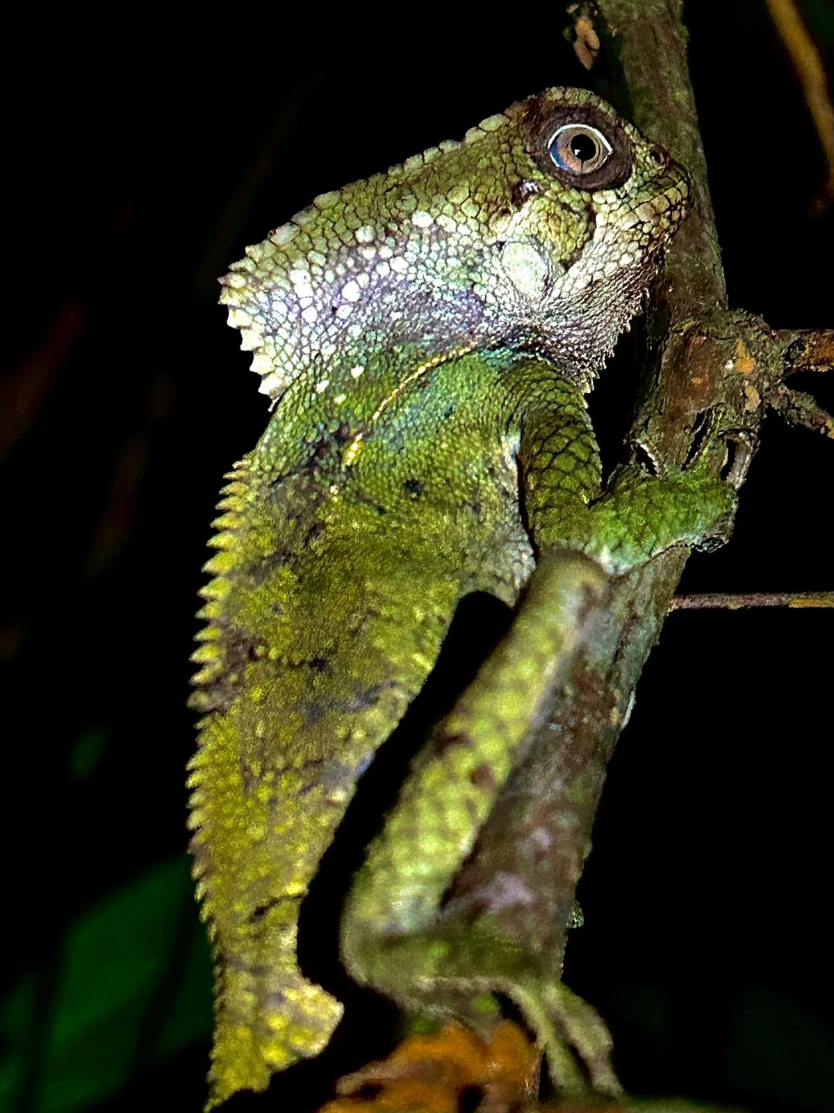 Helmeted basilisk lizard close-up, nocturnal wildlife near Manuel Antonio night boat tour