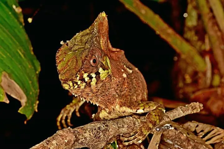 Helmeted basilisk lizard on a branch, nocturnal wildlife near Manuel Antonio at night
