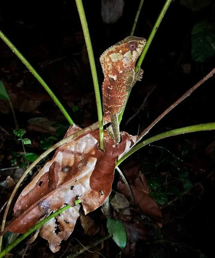 Helmeted basilisk lizard on dead leaves, nocturnal wildlife near the Manuel Antonio coastline