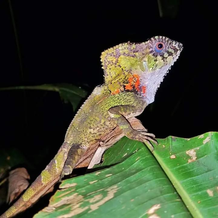 Helmeted iguana with orange dewlap, nocturnal wildlife near Manuel Antonio night boat tour