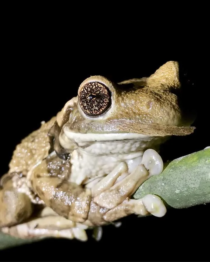 Horned tree frog macro, nocturnal wildlife near Manuel Antonio at night