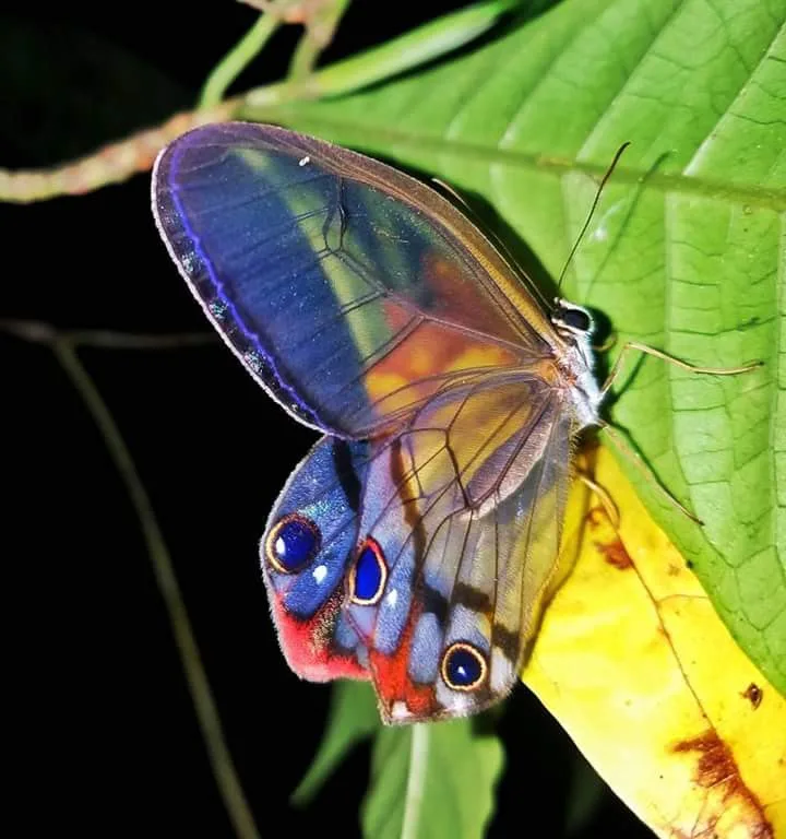 Iridescent tropical butterfly on a leaf, nocturnal wildlife near the Manuel Antonio night boat tour