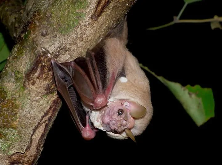 Fruit bat eating on a branch, bats seen on the Manuel Antonio night boat tour