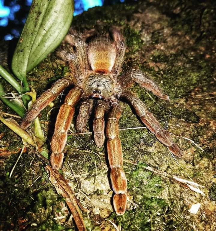 Large tarantula on a rock, nocturnal wildlife near Manuel Antonio at night
