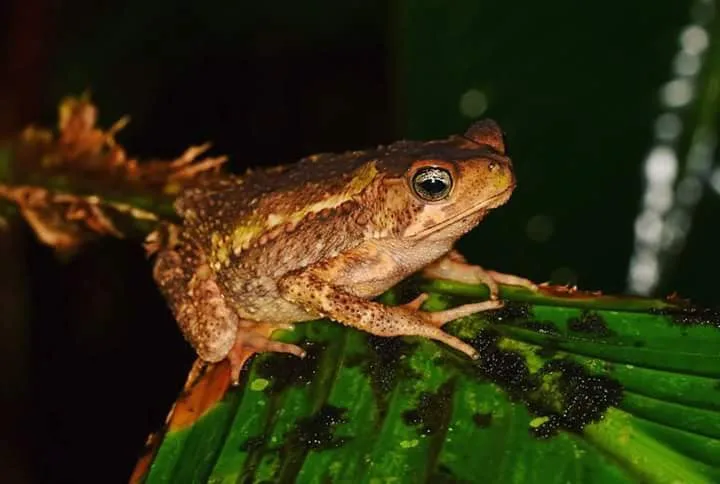 Marine toad on a palm leaf, nocturnal wildlife near the Manuel Antonio coastline at night
