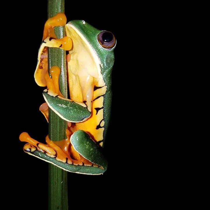Orange-bellied tree frog on a stem, nocturnal wildlife near Manuel Antonio night boat tour