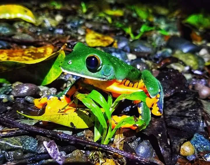 Orange-bellied tree frog on river rocks, nocturnal wildlife near Manuel Antonio at night