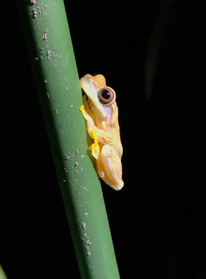 Orange tree frog on a stem, nocturnal wildlife near the Manuel Antonio coastline at night