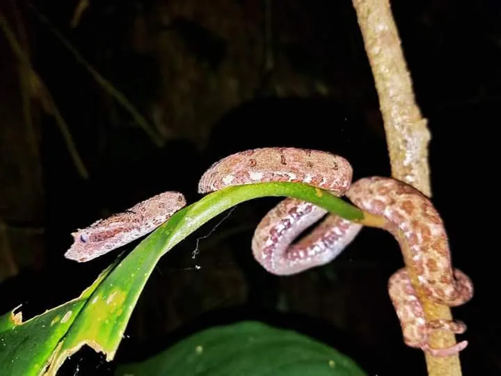 Pink eyelash pit viper coiled on a leaf, nocturnal wildlife near the Manuel Antonio coastline