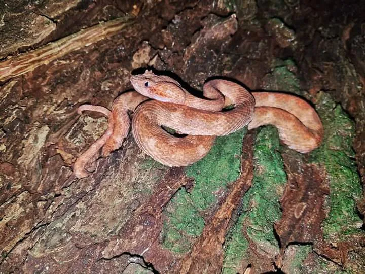 Pink eyelash pit viper on tree bark, nocturnal wildlife near Manuel Antonio night boat tour
