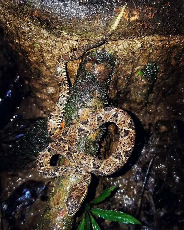 Pit viper coiled on a mossy log, nocturnal wildlife near Manuel Antonio at night