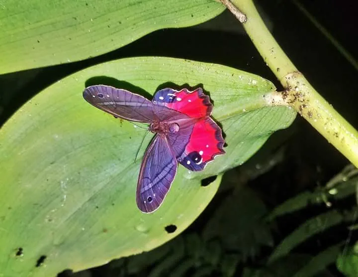 Red and black butterfly, nocturnal wildlife near Manuel Antonio at night