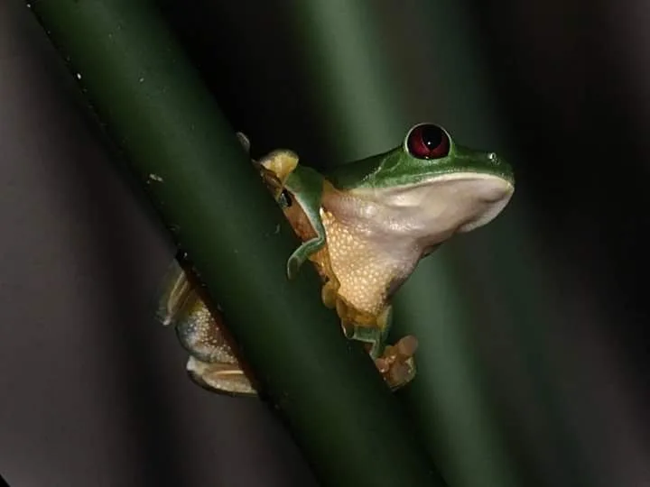 Red-eyed tree frog between stems, wildlife seen on night tours near Manuel Antonio