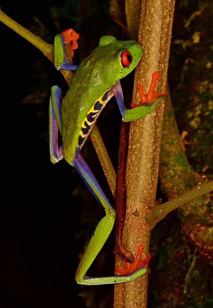 Red-eyed tree frog climbing a branch, nocturnal wildlife near Manuel Antonio night boat tour