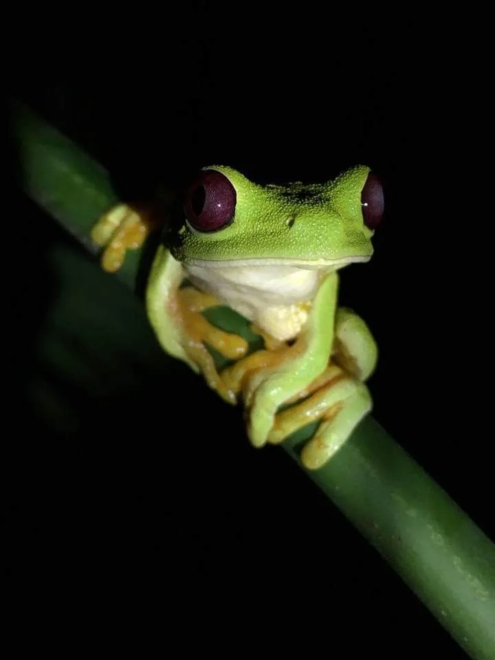 Red-eyed tree frog face macro, nocturnal wildlife near the Manuel Antonio night boat tour