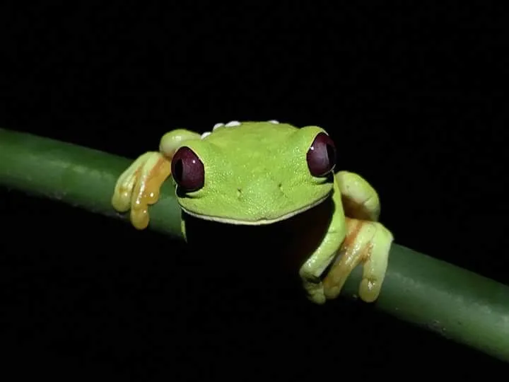 Red-eyed tree frog close-up, nocturnal wildlife seen on night tours near Manuel Antonio