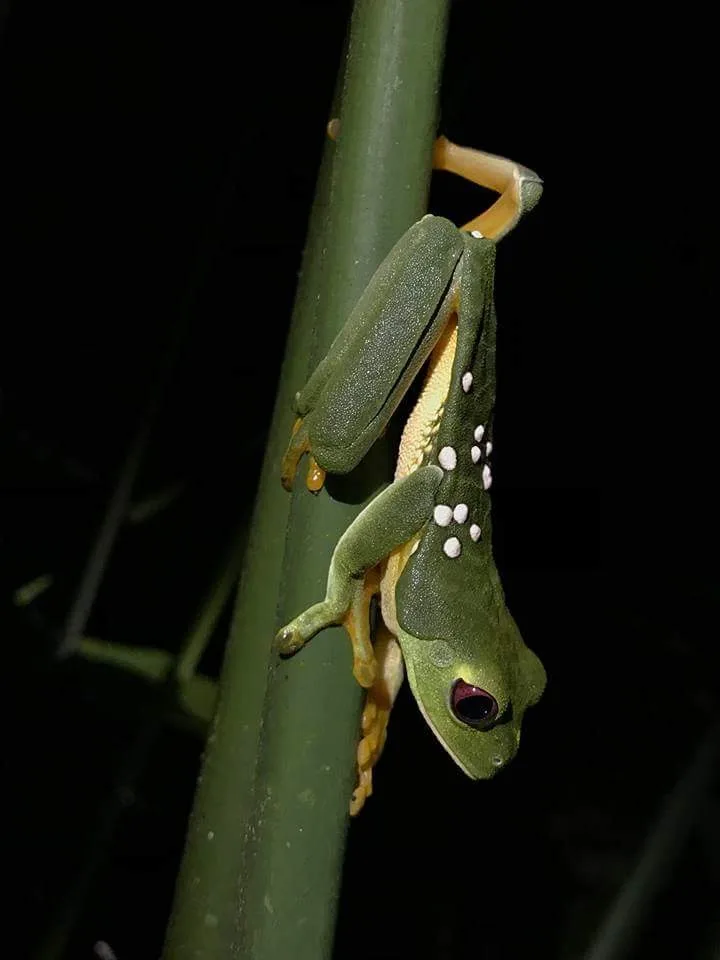 Red-eyed tree frog hanging upside down, nocturnal wildlife spotted near Manuel Antonio