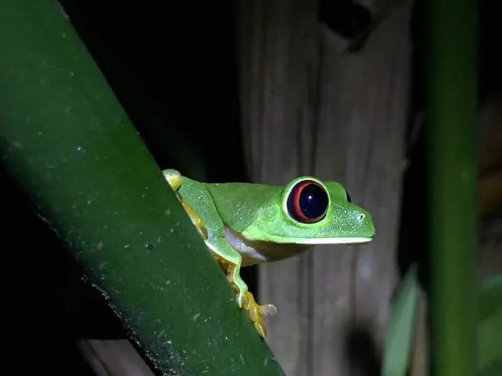 Red-eyed tree frog peeking between stems near the Manuel Antonio night boat tour area