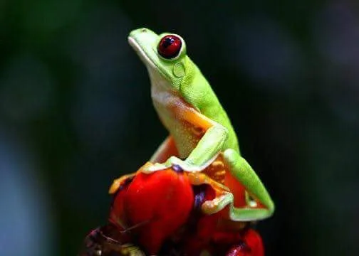 Red-eyed tree frog on a heliconia flower, nocturnal wildlife spotted near Manuel Antonio