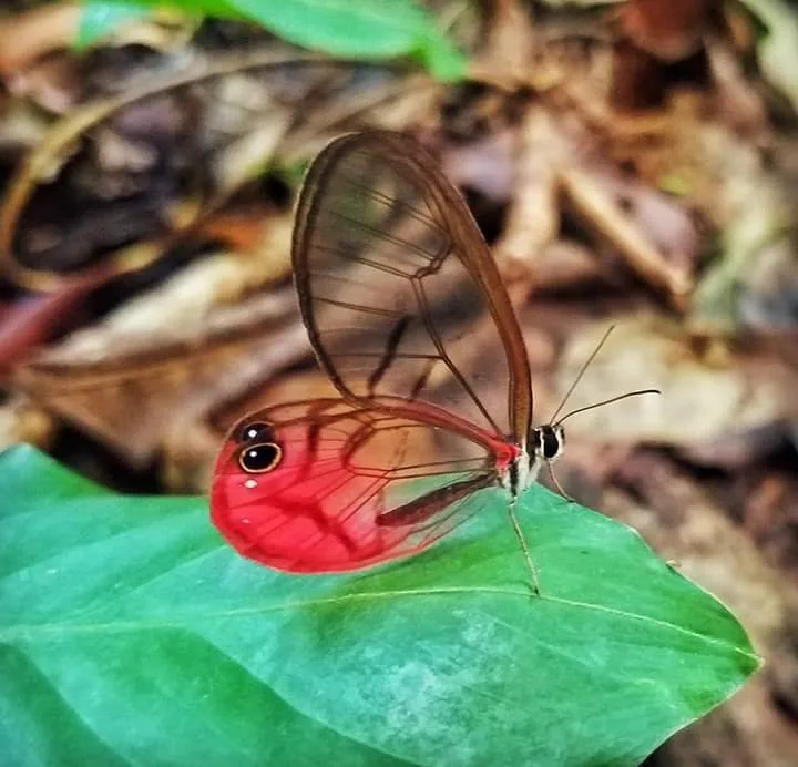 Red glasswing butterfly, nocturnal wildlife near the Manuel Antonio coastline at night