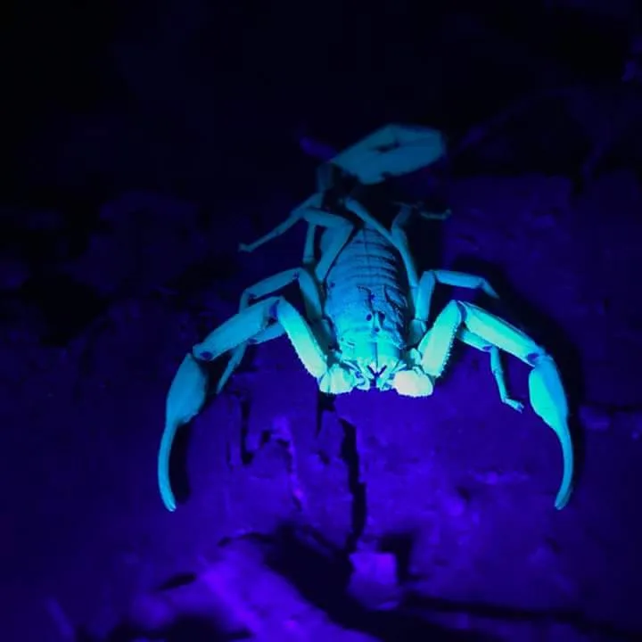 Scorpion glowing blue under UV light, nocturnal wildlife near Manuel Antonio night boat tour