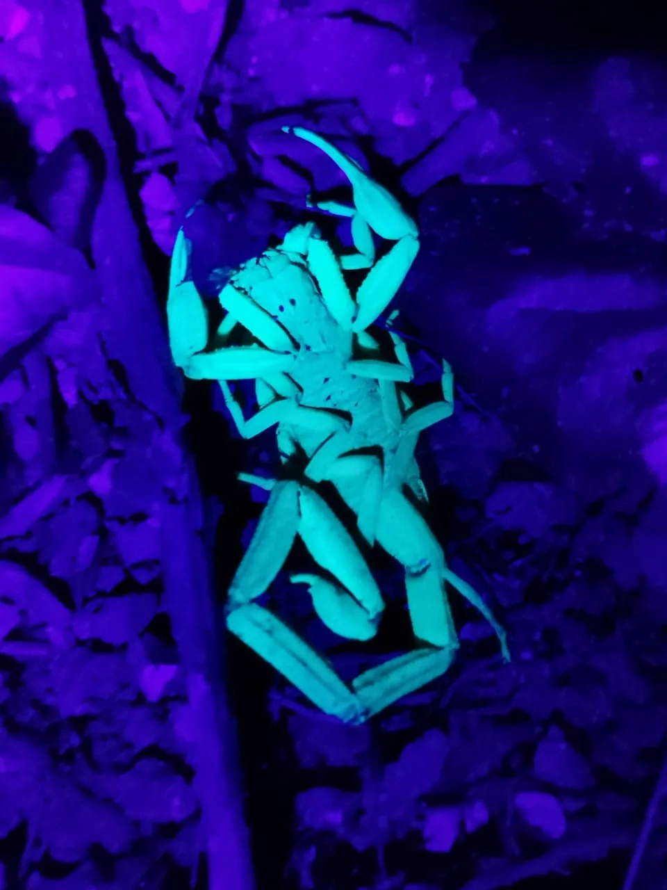 Scorpion glowing cyan under UV light, nocturnal wildlife near the Manuel Antonio coastline