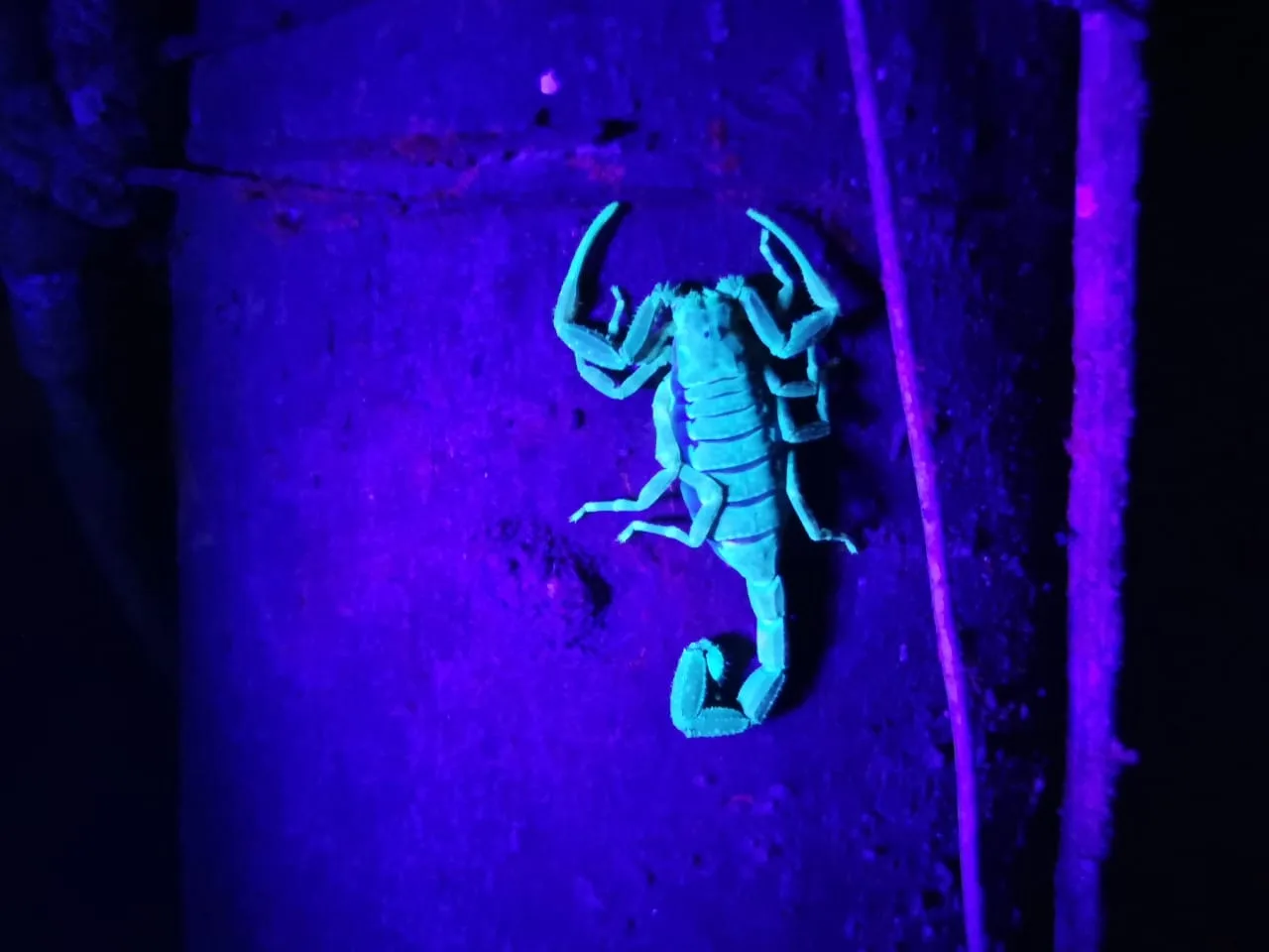 Scorpion glowing teal under UV light, nocturnal wildlife near Manuel Antonio at night