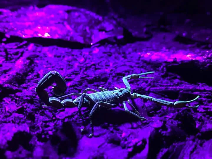 Scorpion under UV purple light, nocturnal wildlife near the Manuel Antonio night boat tour